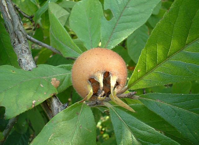 Mespilus germanica / Nespolo volgare